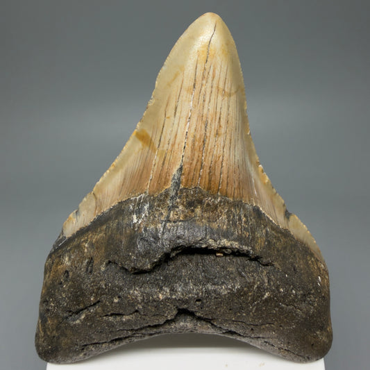Front View Colorful 3.83" Fossil Megalodon Tooth from North Carolina - megalodonteeth.com CM5989