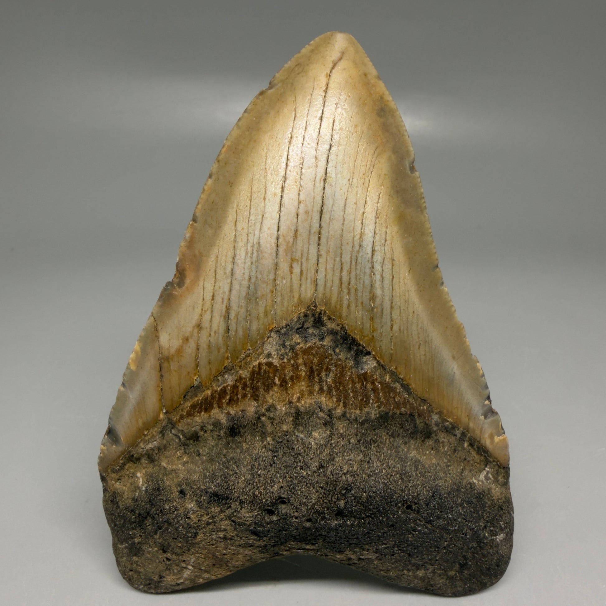 Front View Colorful 3.85" Fossil Megalodon Tooth from North Carolina - megalodonteeth.com CM6197