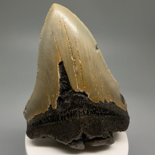 Front View Colorful 3.86" Fossil Megalodon Tooth from North Carolina - megalodonteeth.com CM5617