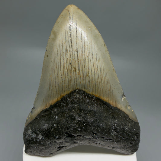 Front View Colorful 3.86" Fossil Megalodon Tooth from North Carolina - megalodonteeth.com CM6307