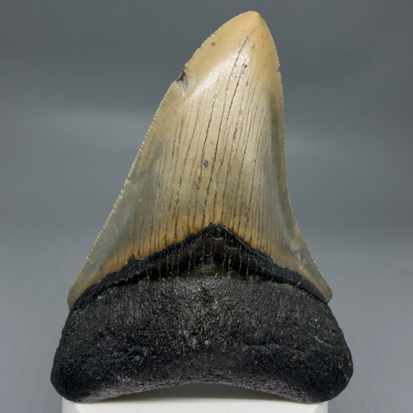 Front View Colorful 3.86" Fossil Megalodon Tooth from North Carolina - megalodonteeth.com CM6308