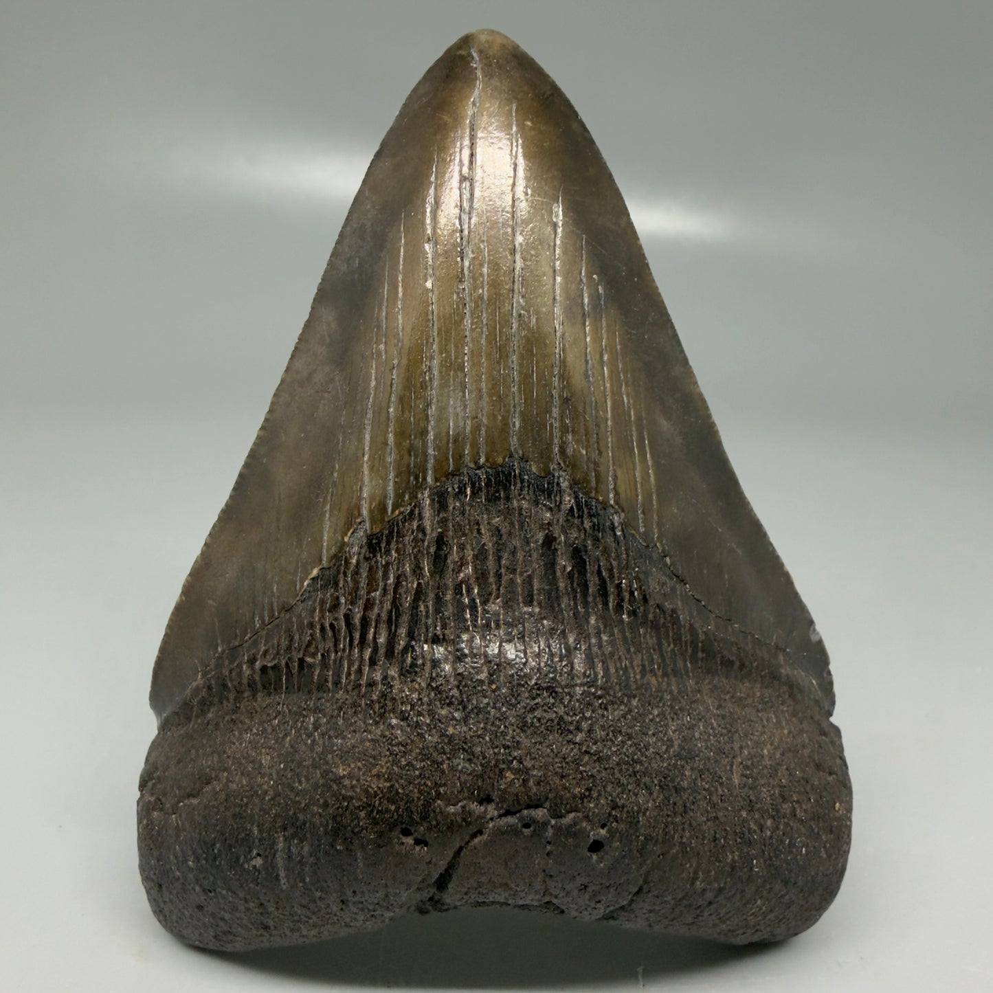 Front View Colorful 3.86" Megalodon Tooth - South Carolina CM6106