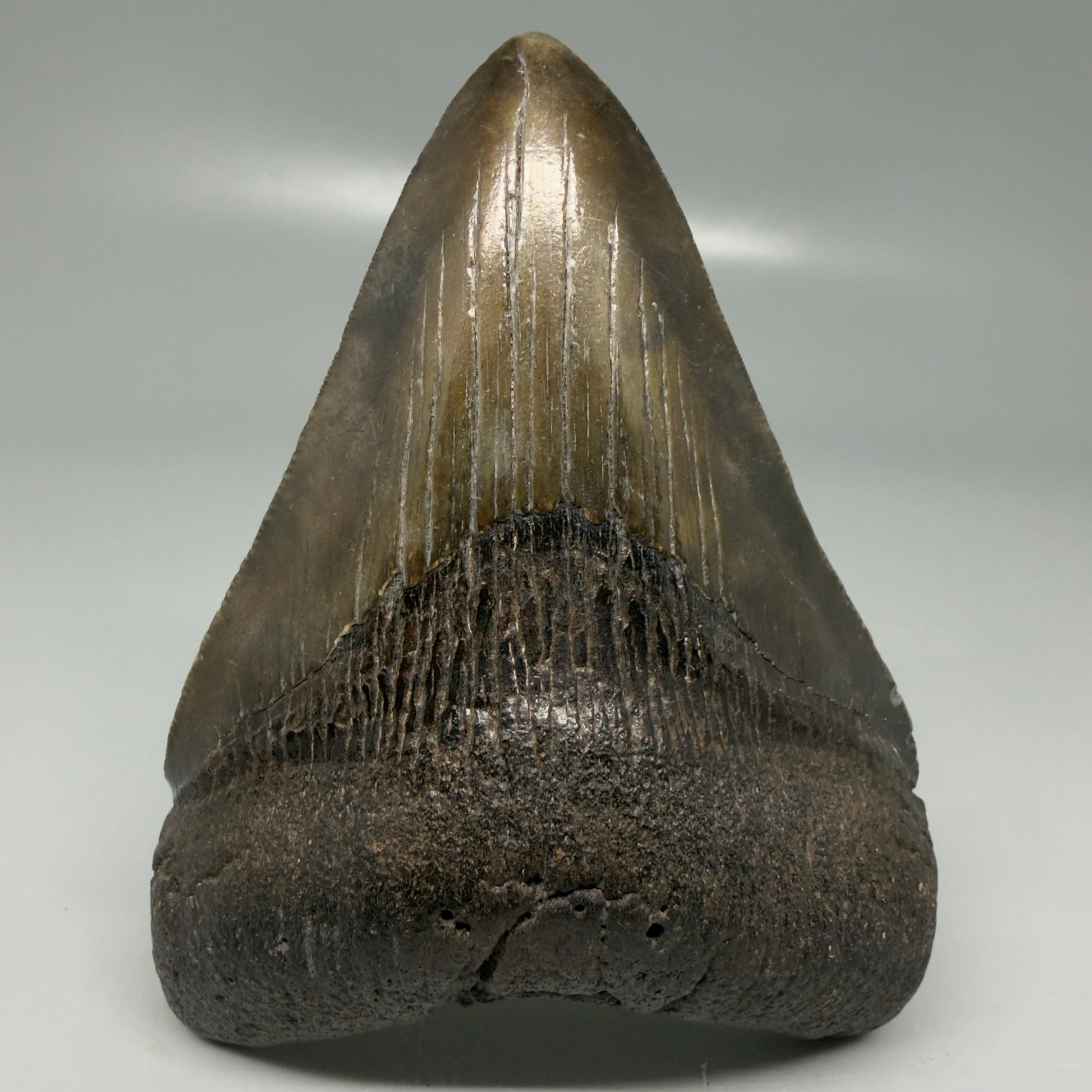 Front View Colorful 3.86" Megalodon Tooth - South Carolina CM6106