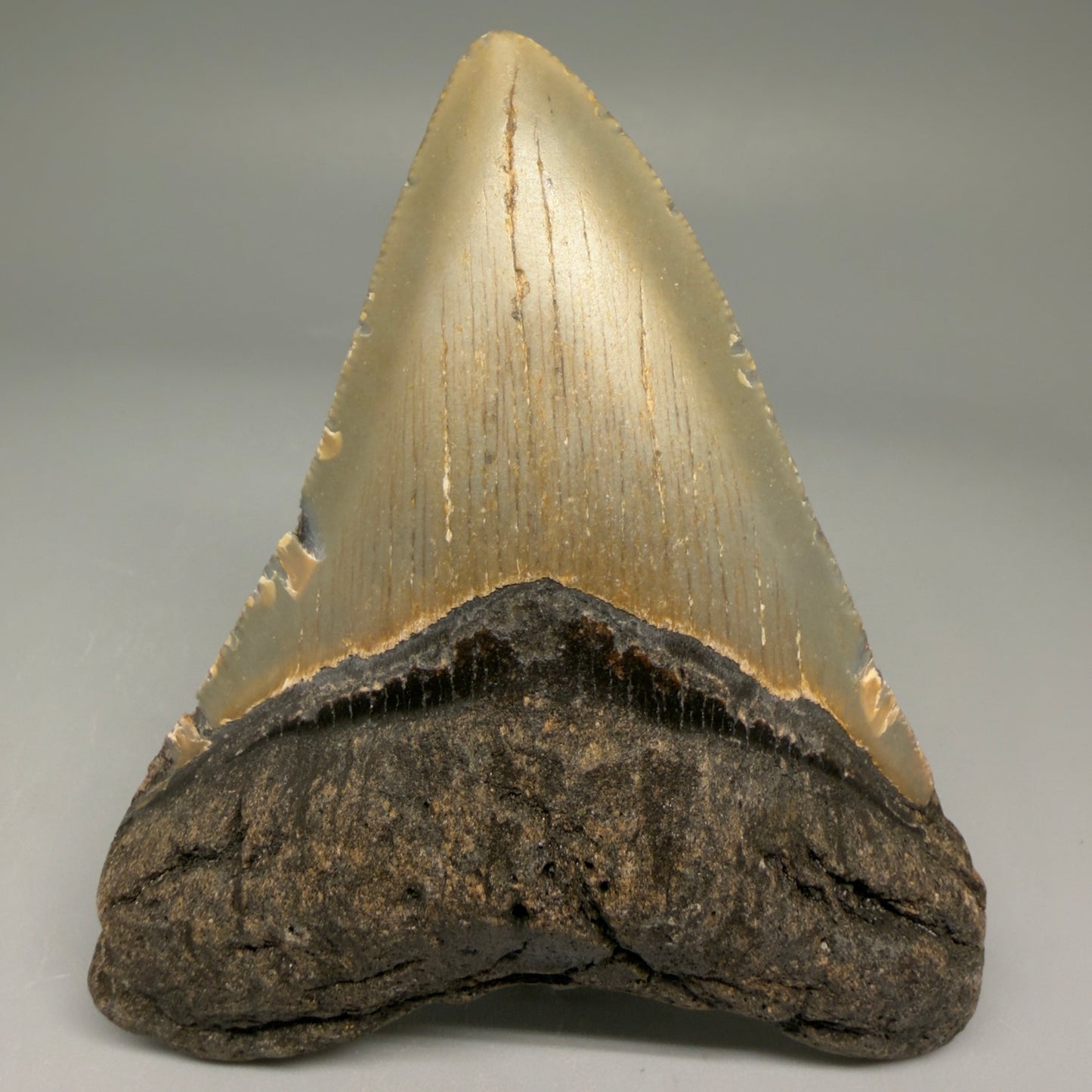 Front View Colorful 3.87" Fossil Megalodon Tooth from North Carolina - megalodonteeth.com CM5710 
