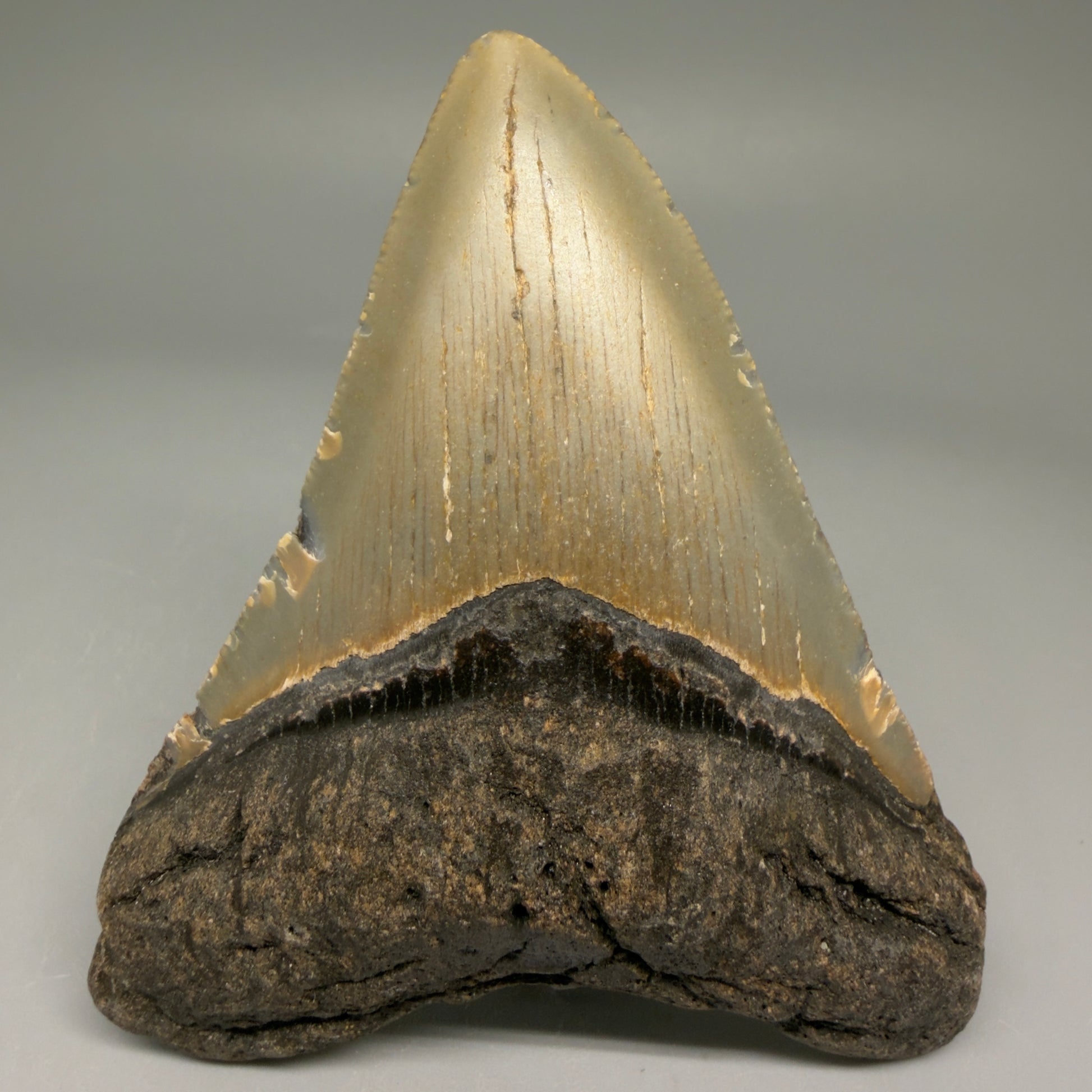 Front View Colorful 3.87" Fossil Megalodon Tooth from North Carolina - megalodonteeth.com CM5710 