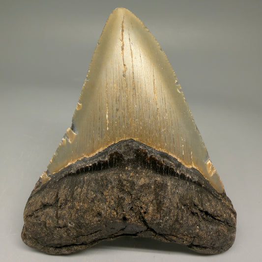 Front View Colorful 3.87" Fossil Megalodon Tooth from North Carolina - megalodonteeth.com CM5710 