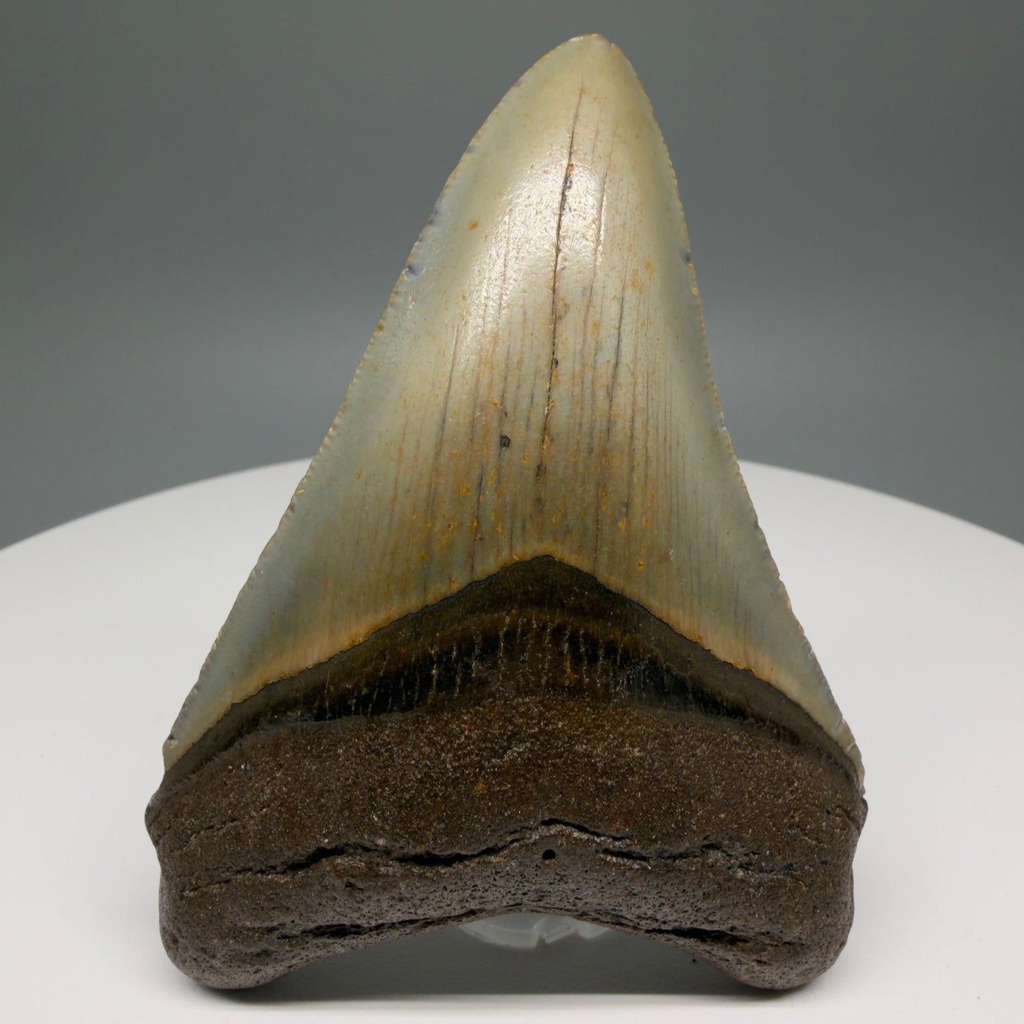 Front View Colorful 3.87" Fossil Megalodon Tooth from North Carolina - megalodonteeth.com CM580