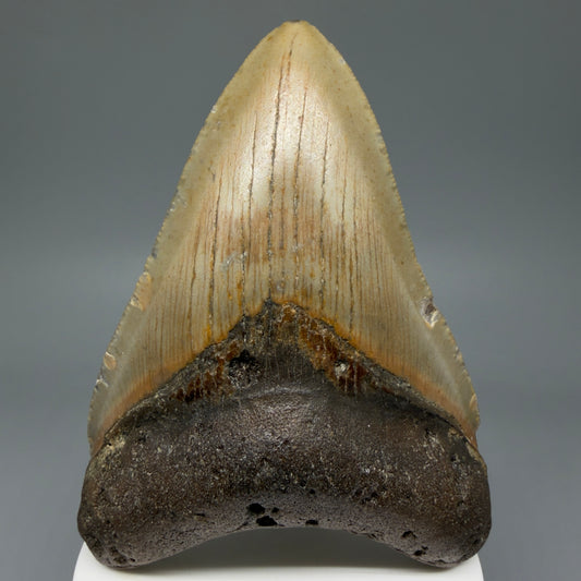 Front View Colorful 3.89" Fossil Megalodon Tooth from North Carolina - megalodonteeth.com CM5991