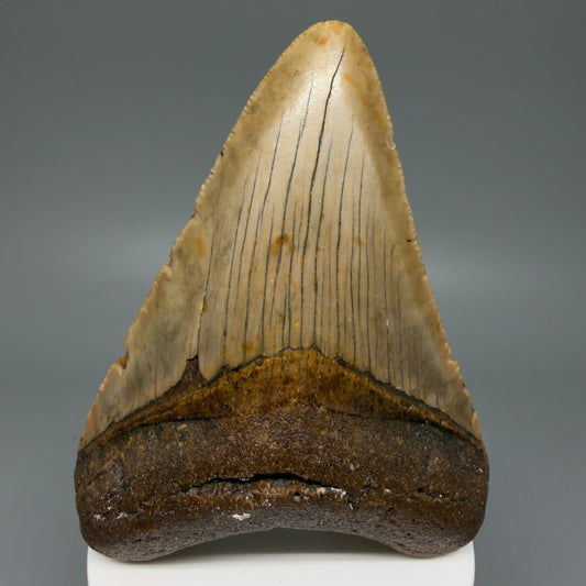 Front View Colorful 3.90" Fossil Megalodon Tooth from North Carolina - megalodonteeth.com CM6077