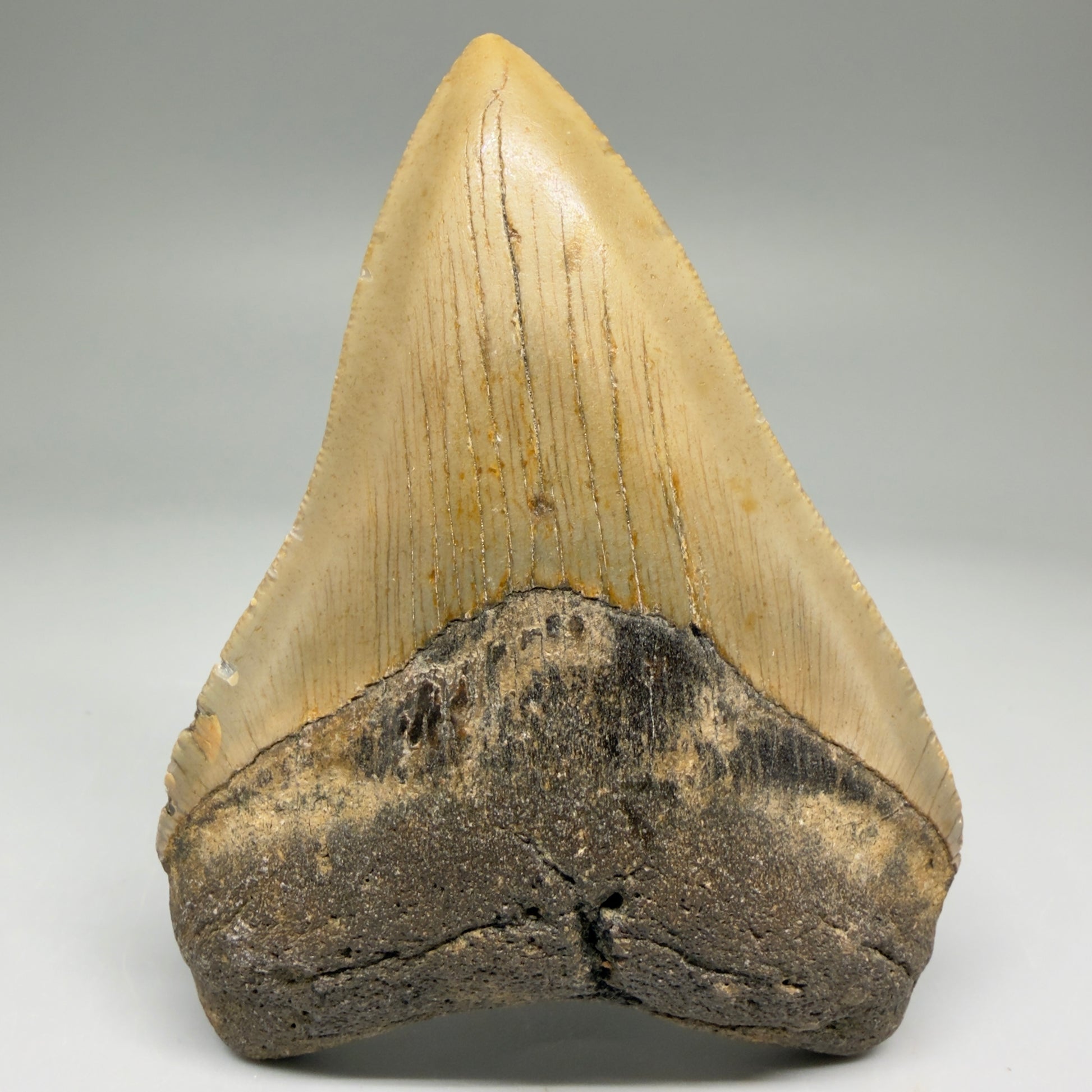 Front View Colorful 3.91" Fossil Megalodon Tooth from North Carolina - megalodonteeth.com CM5735