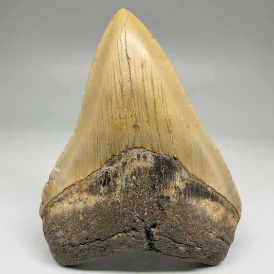 Front View Colorful 3.91" Fossil Megalodon Tooth from North Carolina - megalodonteeth.com CM5735