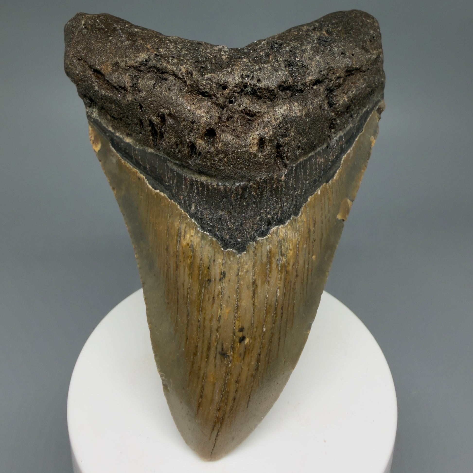Front View Colorful 3.91" Fossil Megalodon Tooth from North Carolina CM6244