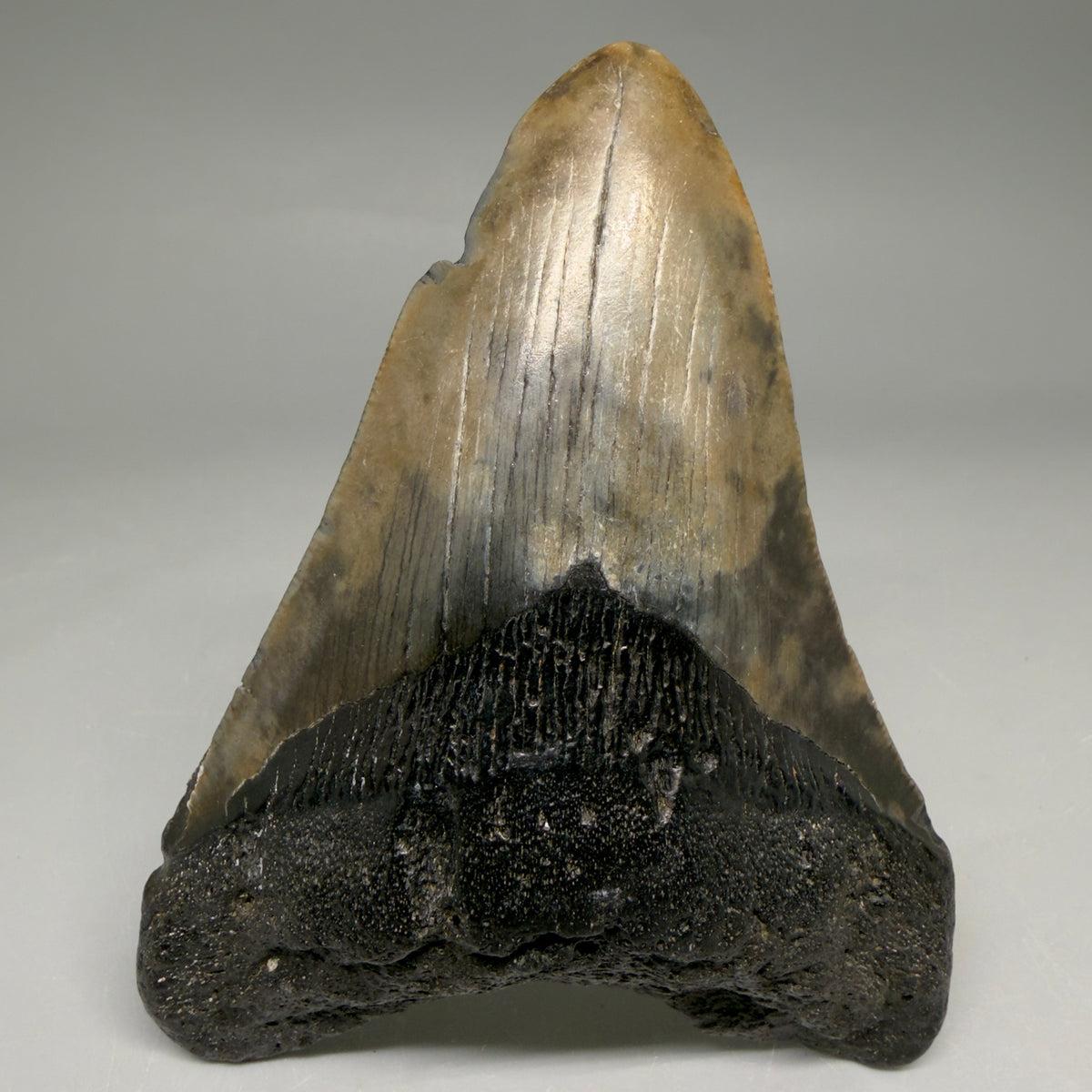Front View Colorful 3.91" Fossil Megalodon Tooth from South Carolina megalodonteeth.com CM6567