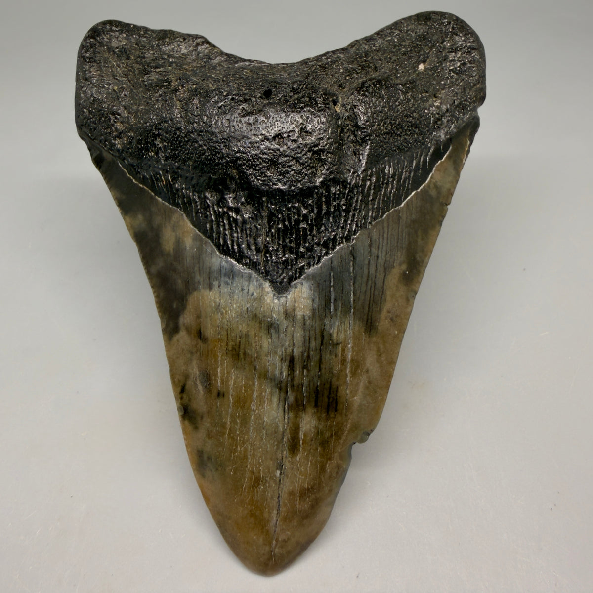 Front View Colorful 3.91" Fossil Megalodon Tooth from South Carolina megalodonteeth.com CM6567 - 1