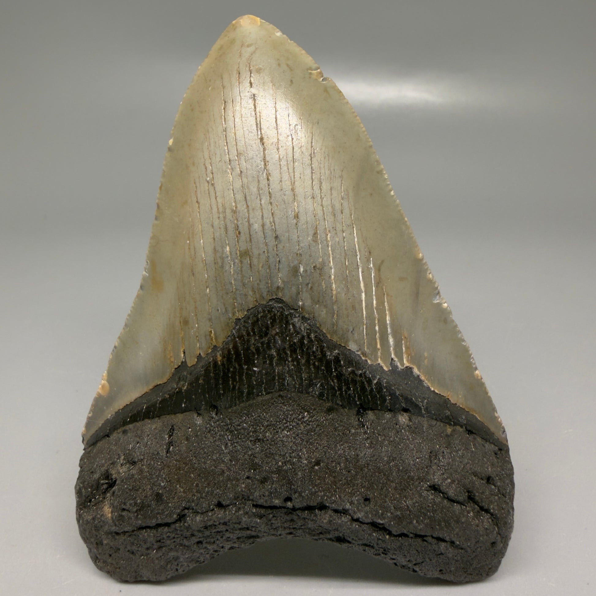 Front View Colorful 3.92" Fossil Megalodon Tooth from North Carolina - megalodonteeth.com CM6199