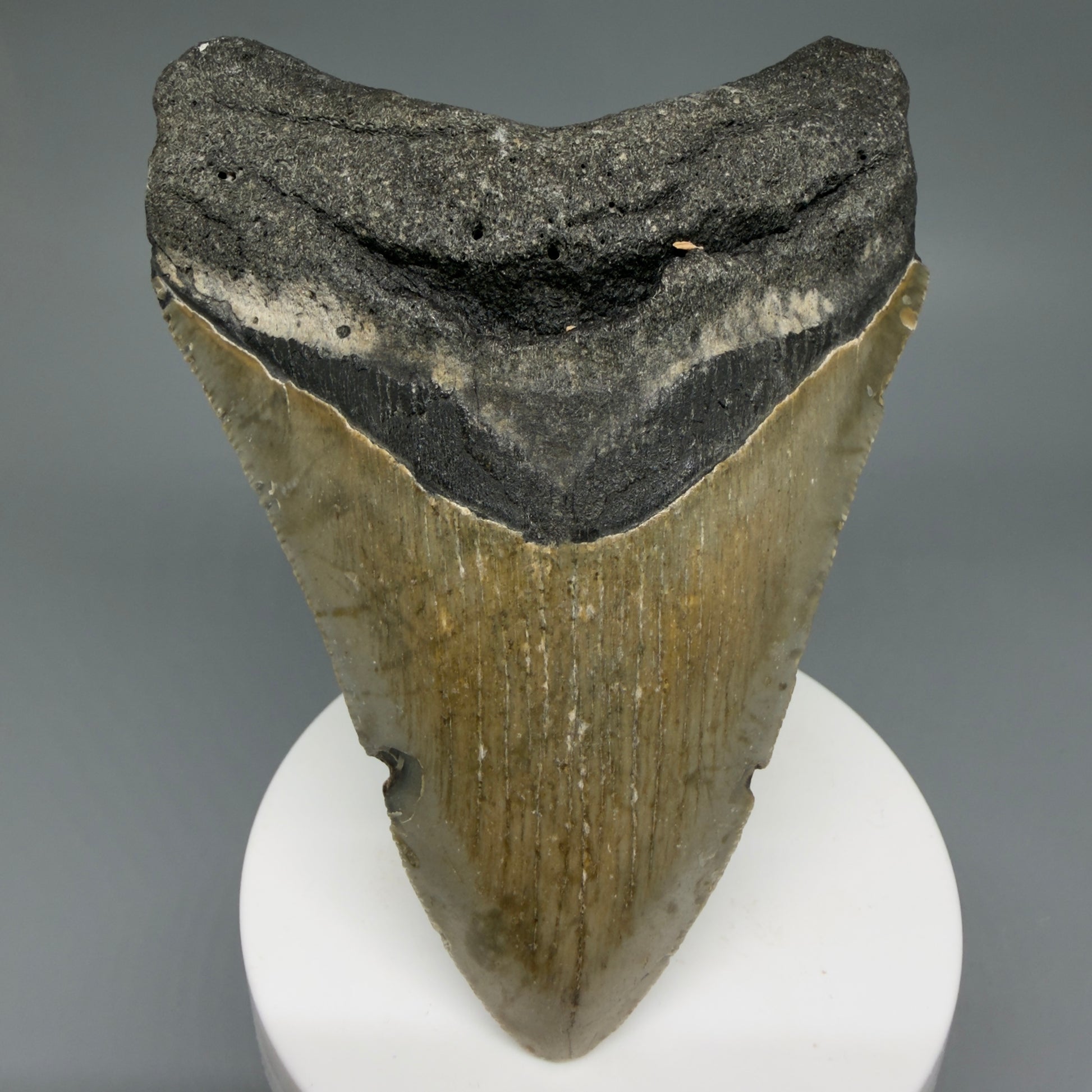 Front View Colorful 3.92" Fossil Megalodon Tooth from North Carolina - megalodonteeth.com CM6243