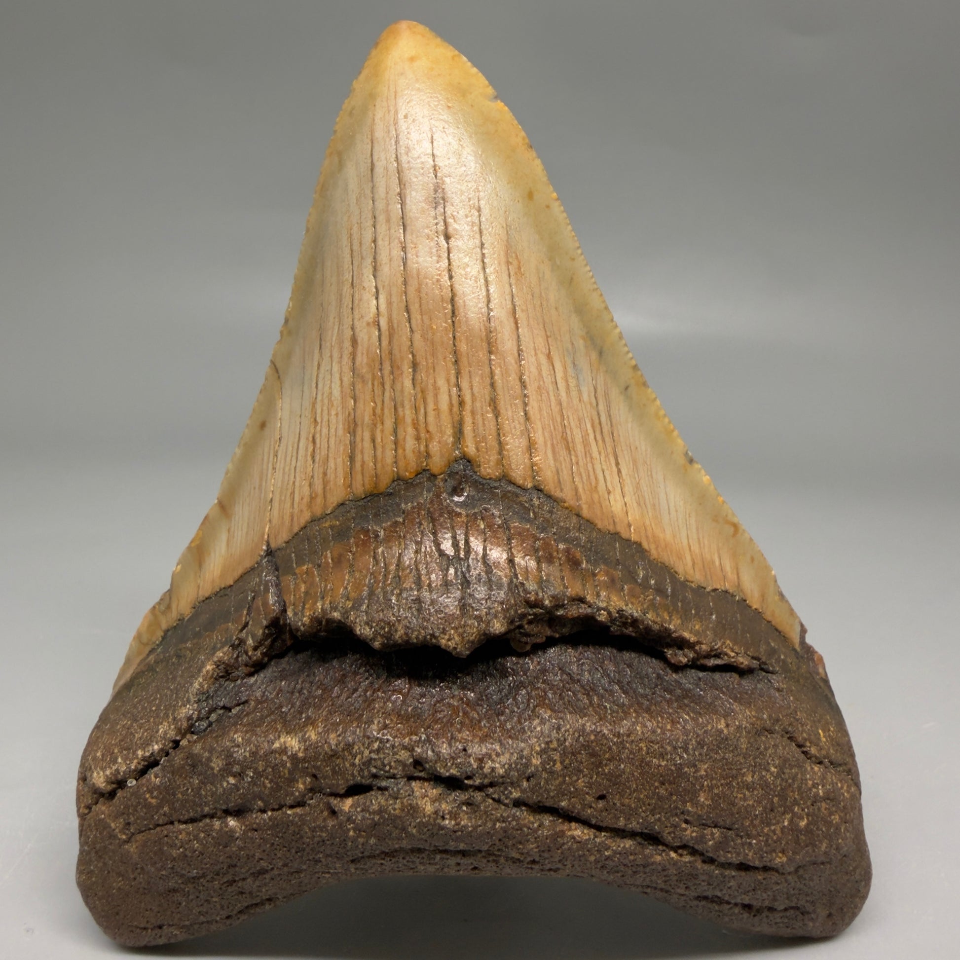 Front View Colorful 3.92" Fossil Megalodon Tooth from North Carolina - megalodonteeth.com CM6506