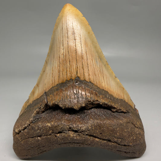 Front View Colorful 3.92" Fossil Megalodon Tooth from North Carolina - megalodonteeth.com CM6506
