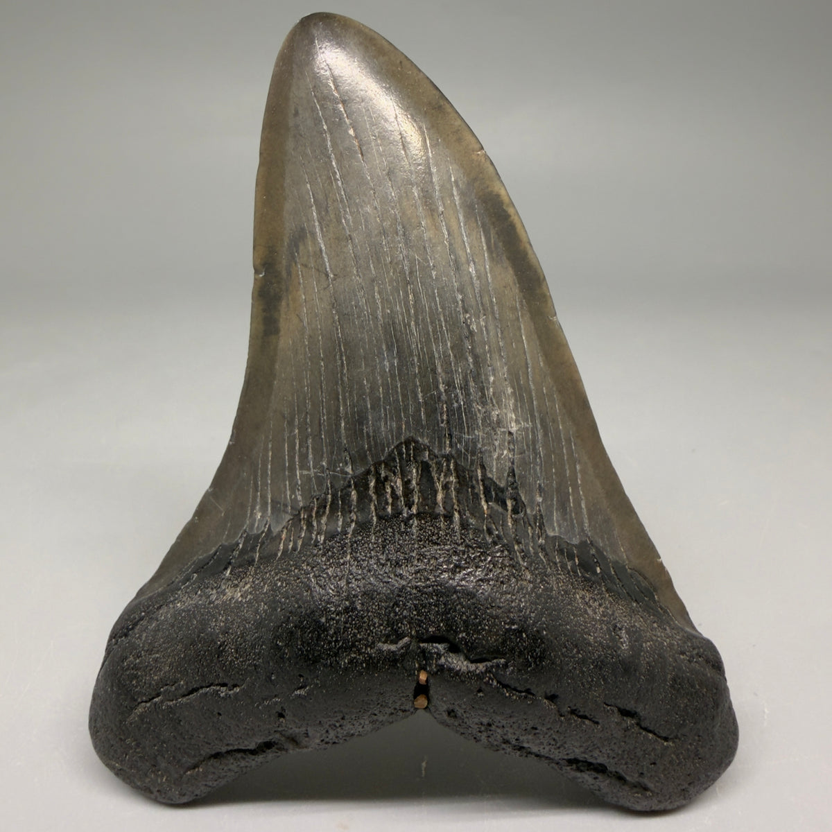 Front View Colorful 3.92" Fossil Megalodon Tooth from South Carolina megalodonteeth.com CM6569