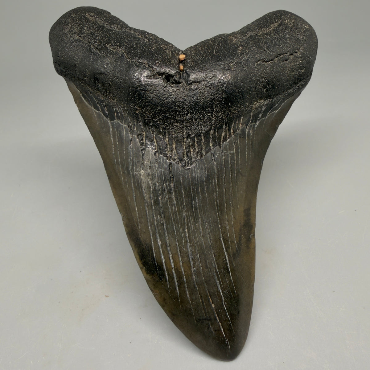 Front View Colorful 3.92" Fossil Megalodon Tooth from South Carolina megalodonteeth.com CM6569 - 1