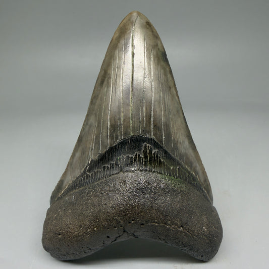 Front View Colorful 3.92" Megalodon Tooth – Colorful Fossil Megalodon Tooth from South Carolina for Sale CM5952