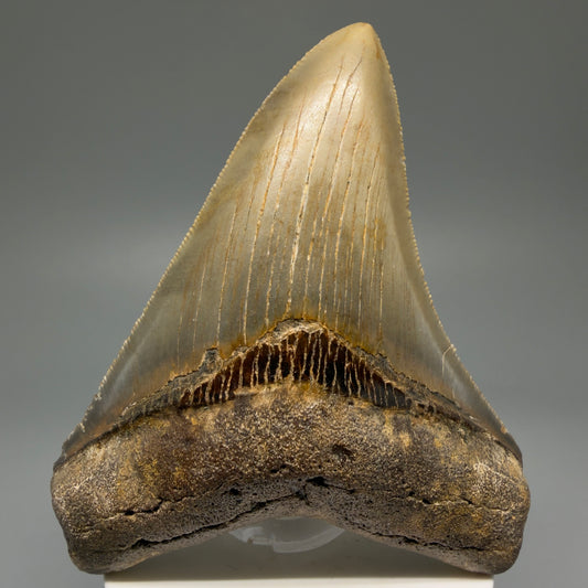Front View Colorful 3.93" Fossil Megalodon Tooth from North Carolina - megalodonteeth.com CM5620