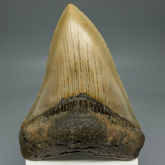 Front View Colorful 3.93" Fossil Megalodon Tooth from North Carolina - megalodonteeth.com CM5822