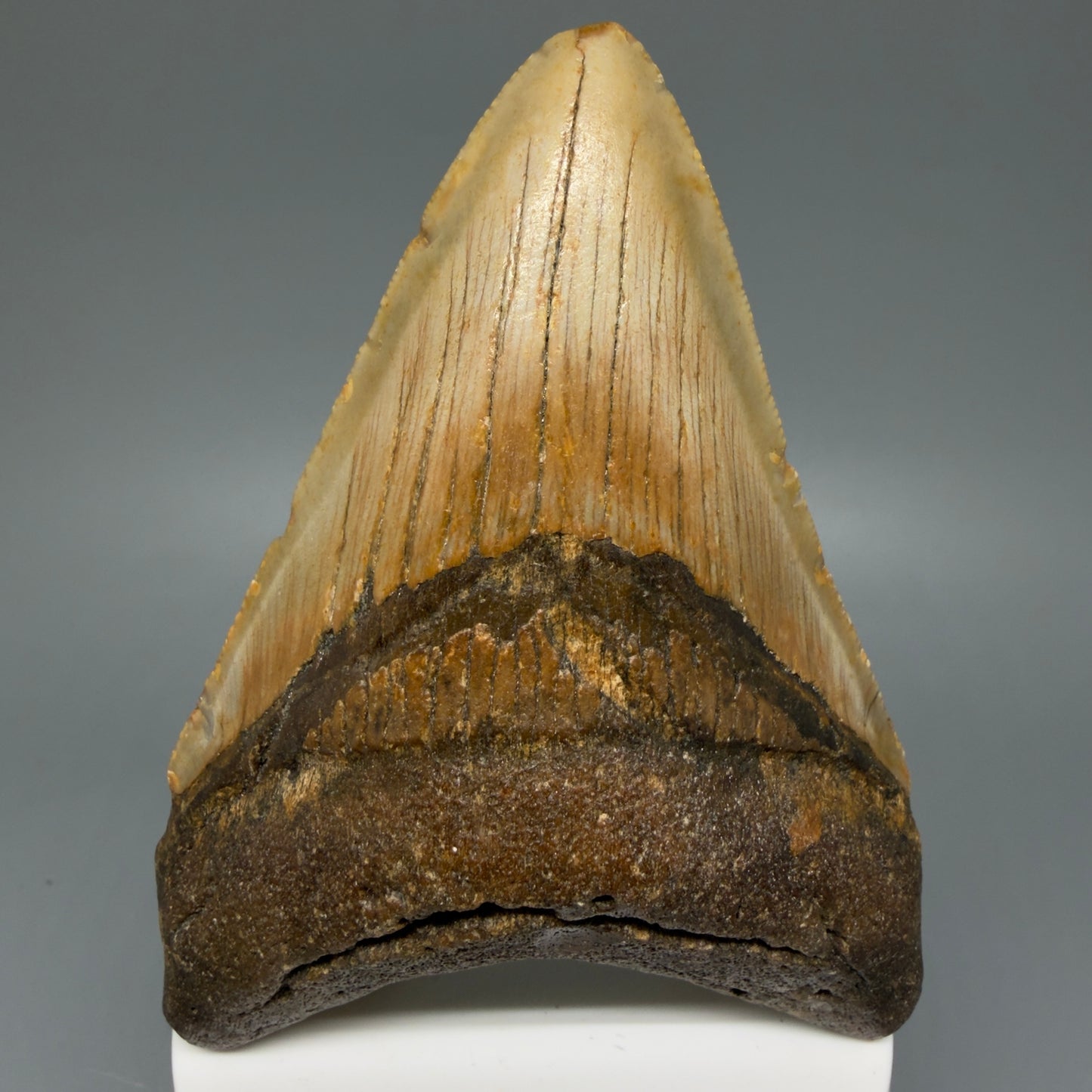 Front View Colorful 3.93" Fossil Megalodon Tooth from North Carolina - megalodonteeth.com CM6076