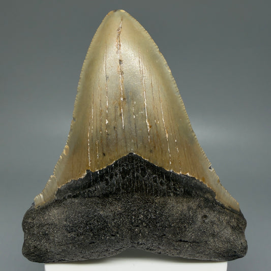 Front View Colorful 3.93" Fossil Megalodon Tooth from North Carolina - megalodonteeth.com CM6078