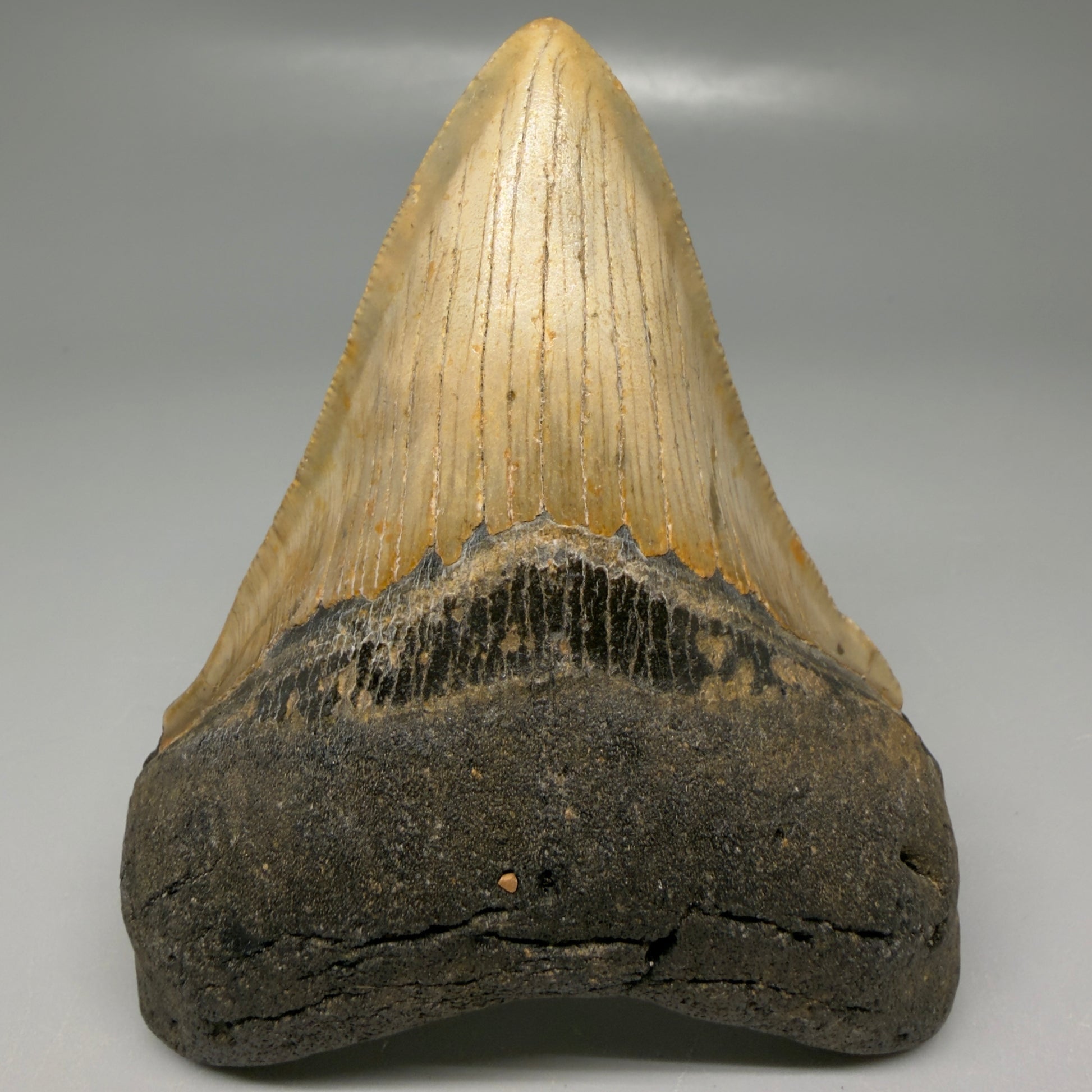 Front View Colorful 3.93" Fossil Megalodon Tooth from North Carolina - megalodonteeth.com CM6198