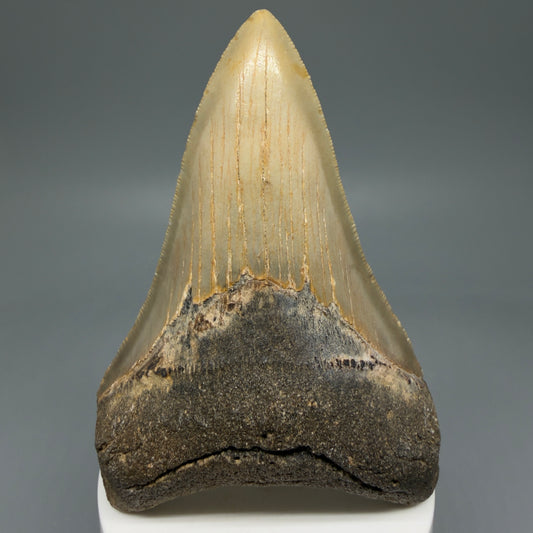 Front View Colorful 3.95" Fossil Megalodon Tooth from North Carolina - megalodonteeth.com CM5823