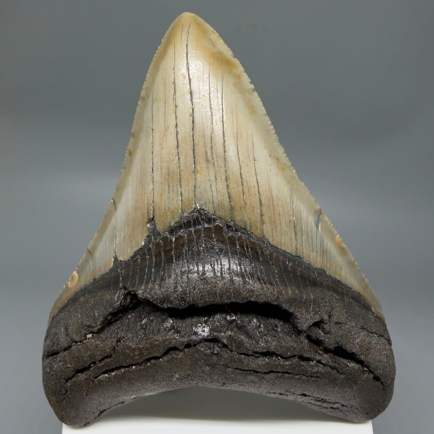 Front View Colorful 3.96" Fossil Megalodon Tooth from North Carolina - megalodonteeth.com CM6366