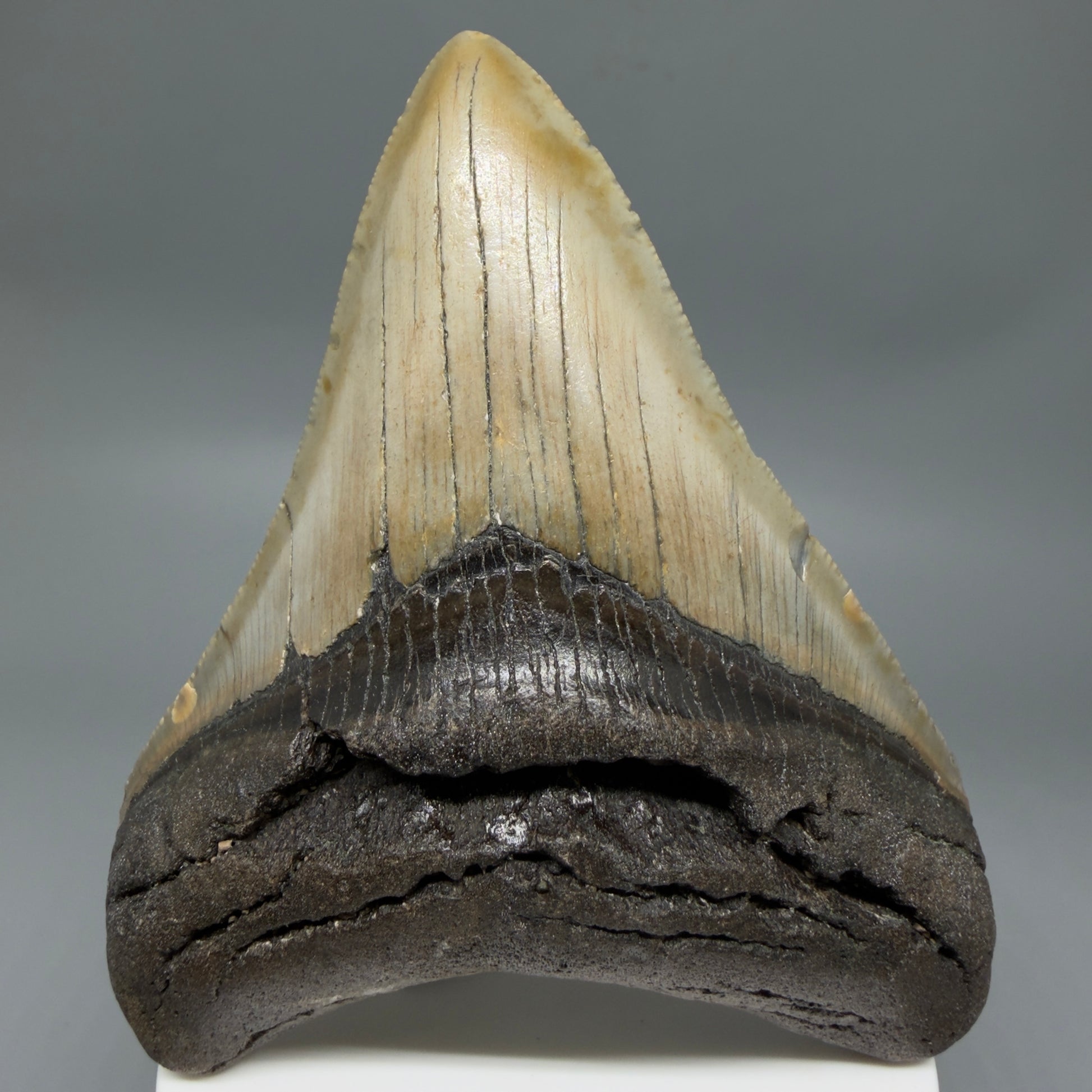 Front View Colorful 3.96" Fossil Megalodon Tooth from North Carolina - megalodonteeth.com CM6366