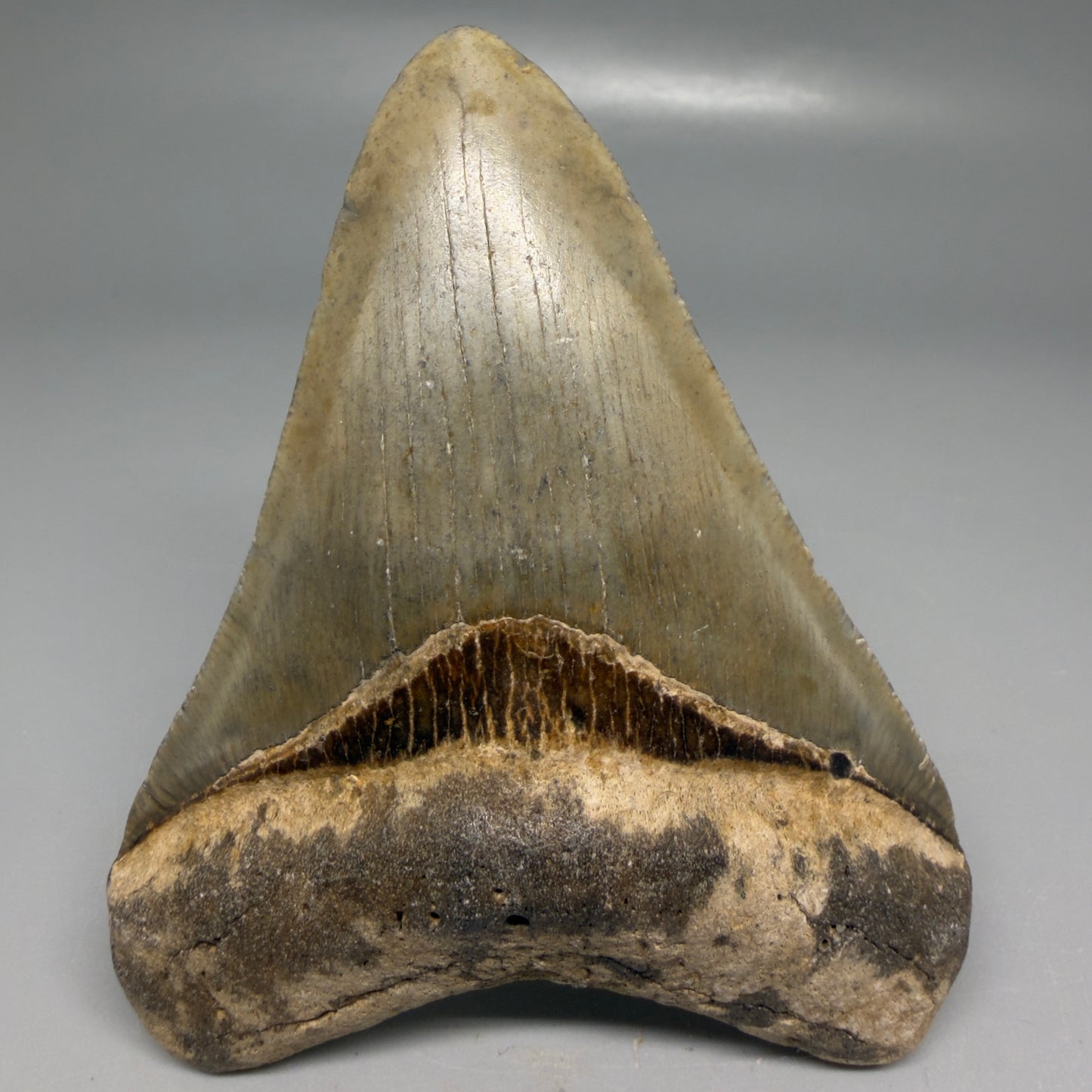 Front View Colorful 3.96" Fossil Megalodon Tooth from North Carolina - megalodonteeth.com CM9200