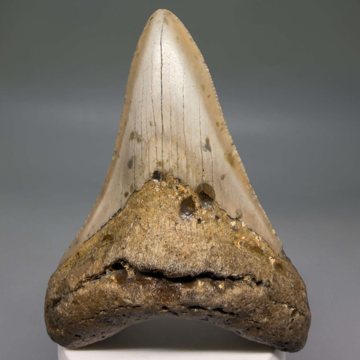 Front View Colorful 3.97" Fossil Megalodon Tooth from North Carolina - megalodonteeth.com CM6801