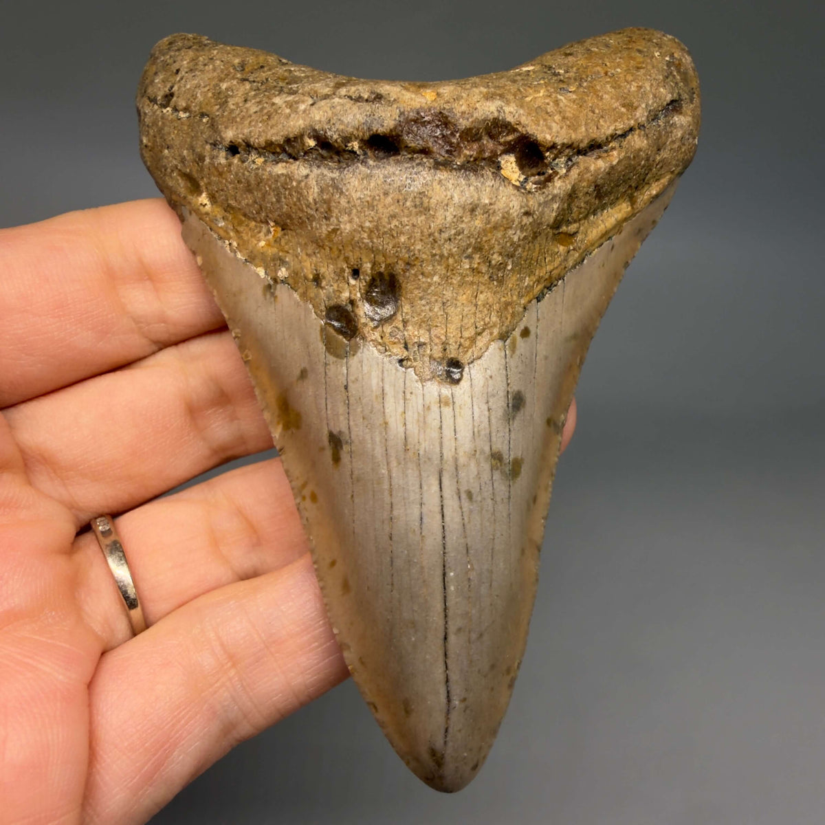 Front View Colorful 3.97" Fossil Megalodon Tooth from North Carolina - megalodonteeth.com CM6801 - 1 