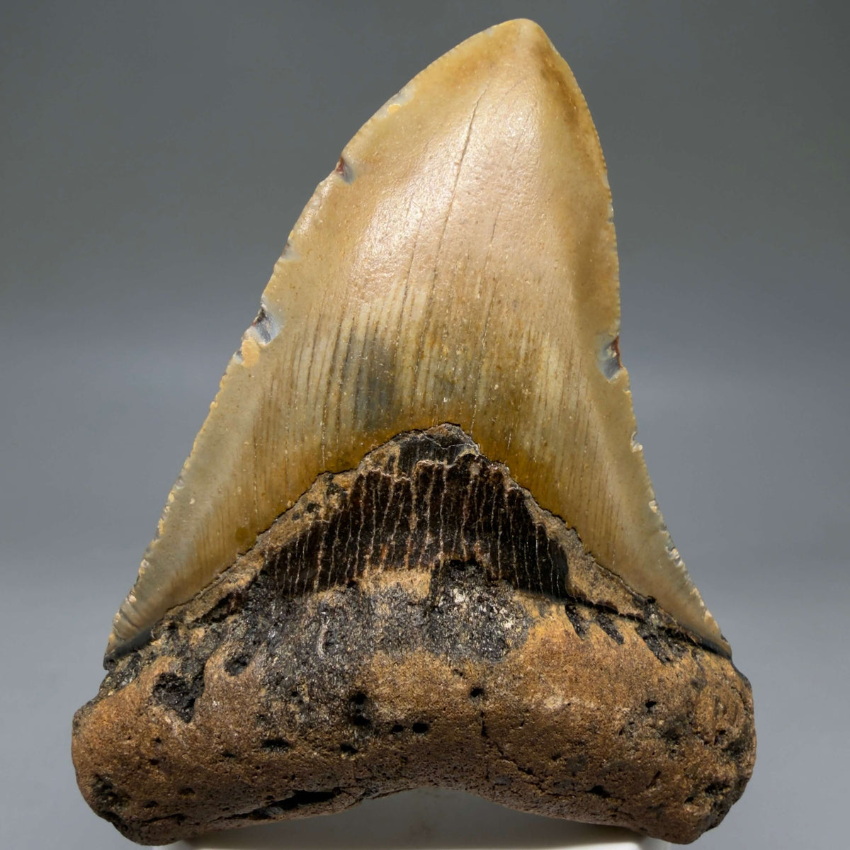 Front View Colorful 3.97" Fossil Megalodon Tooth from North Carolina - megalodonteeth.com CM6807