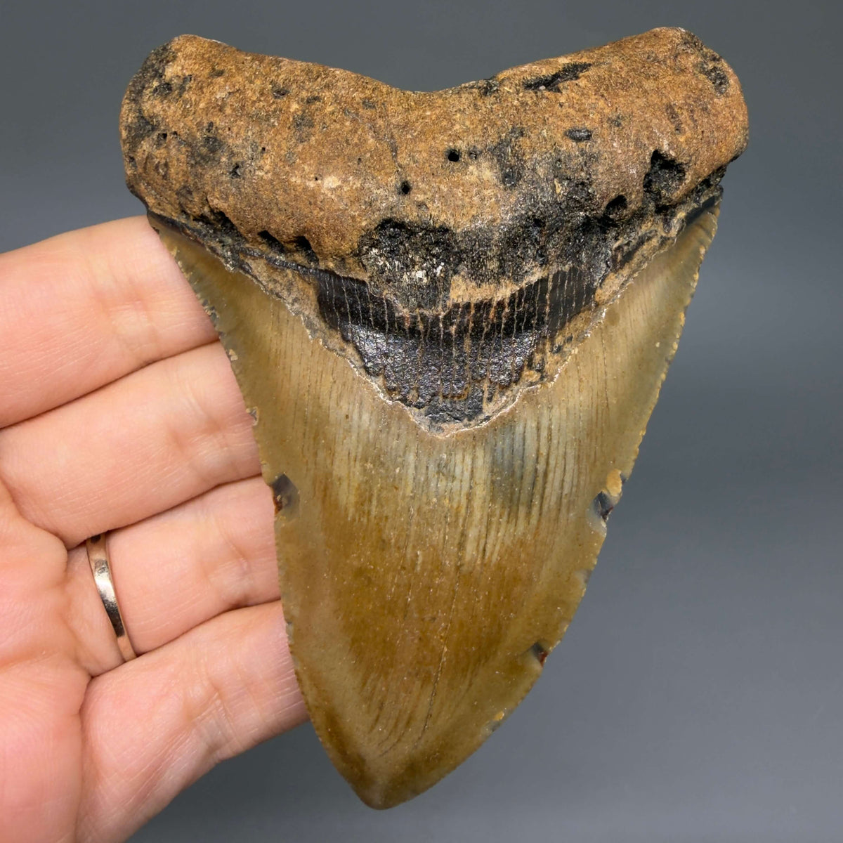 Front View Colorful 3.97" Fossil Megalodon Tooth from North Carolina - megalodonteeth.com CM6807 - 1