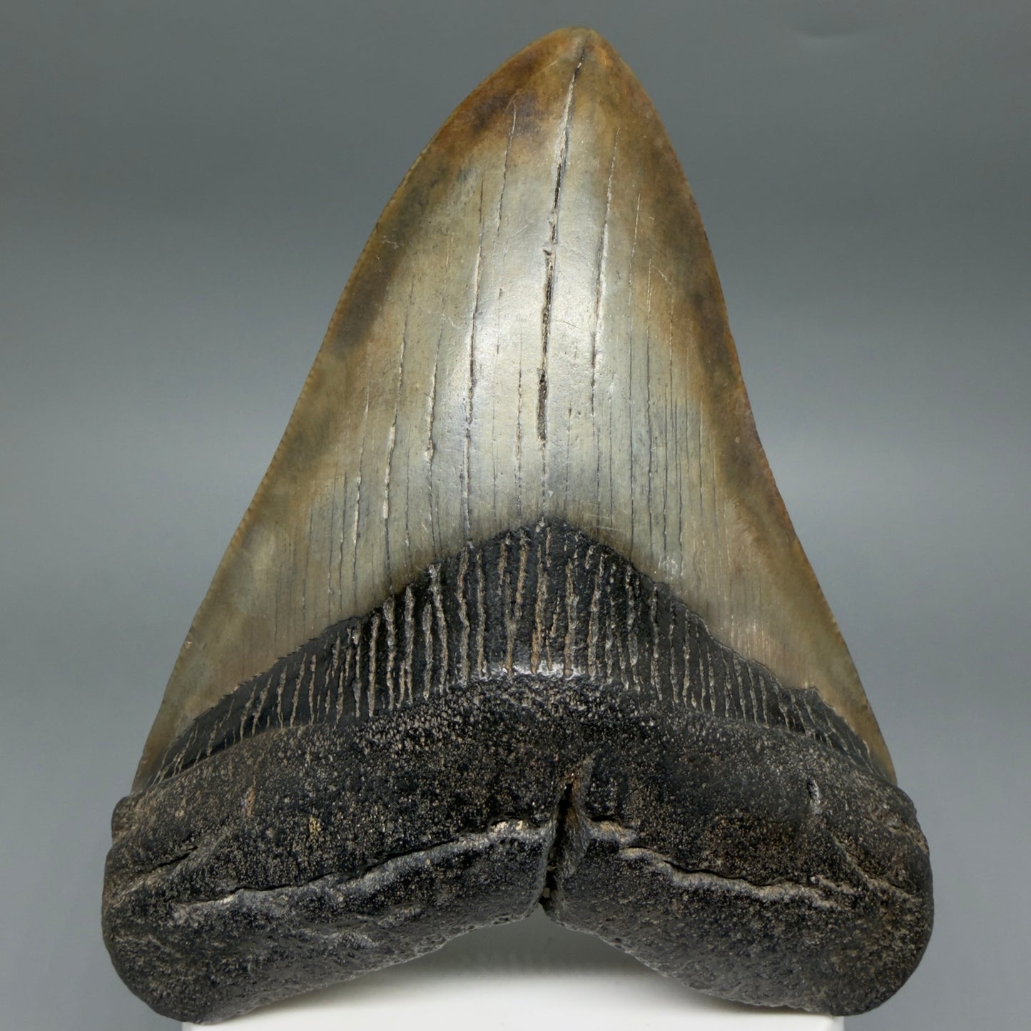 Front View Colorful 3.97" Fossil Megalodon Tooth from South Carolina CM6412