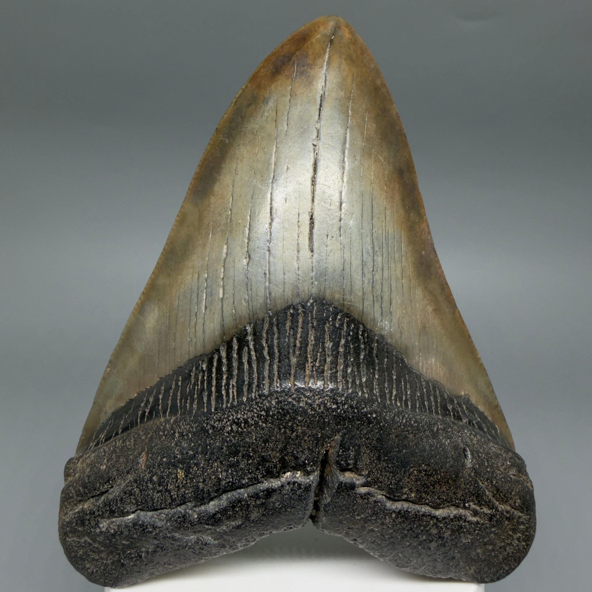 Front View Colorful 3.97" Fossil Megalodon Tooth from South Carolina CM6412