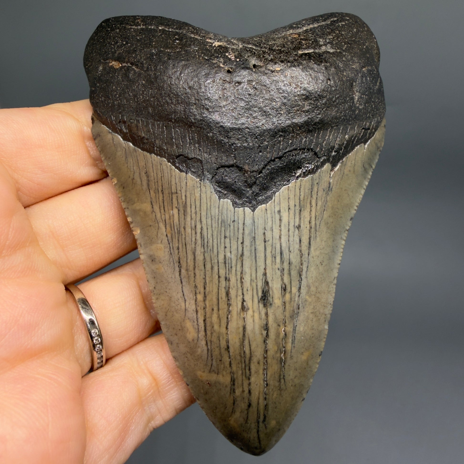 Front View Colorful 3.97" Fossil Megalodon Tooth from South Carolina CM641