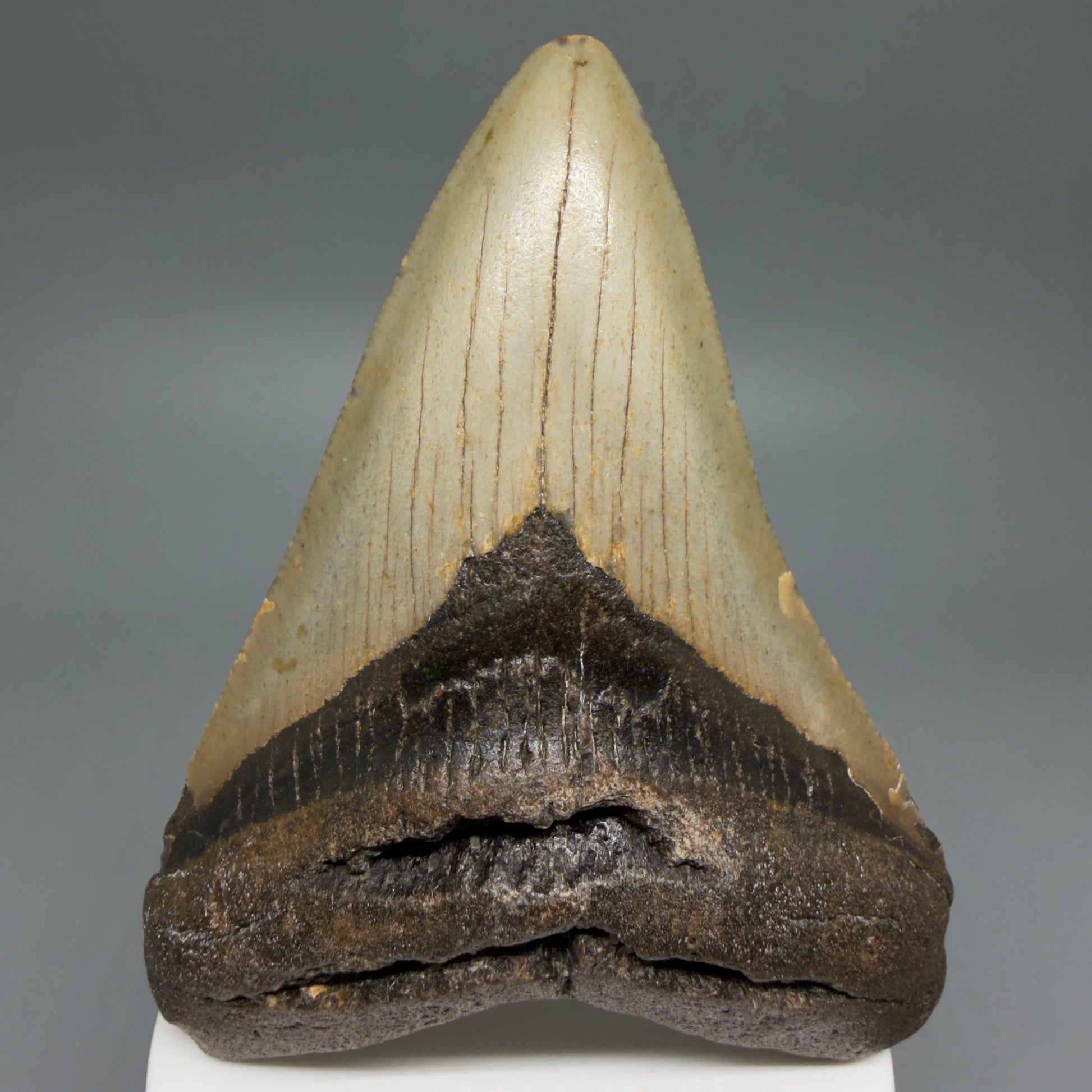 Front View Colorful 3.98" Fossil Megalodon Tooth from North Carolina - megalodonteeth.com CM6245