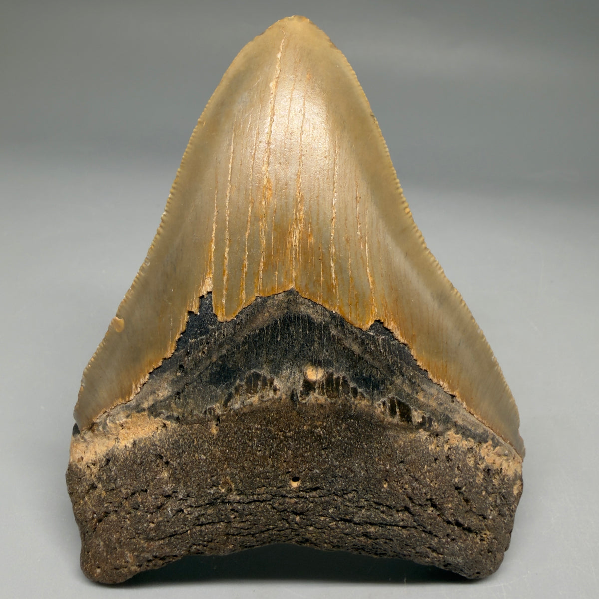 Front View Colorful 4.00" Authentic Megalodon Tooth – North Carolina Fossil | Carcharocles megalodon megalodonteeth.com CM6751
