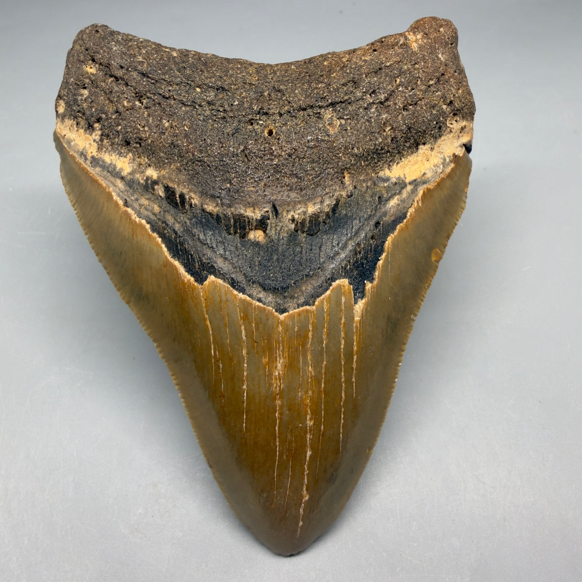 Front View Colorful 4.00" Authentic Megalodon Tooth – North Carolina Fossil | Carcharocles megalodon megalodonteeth.com CM6751 - 1