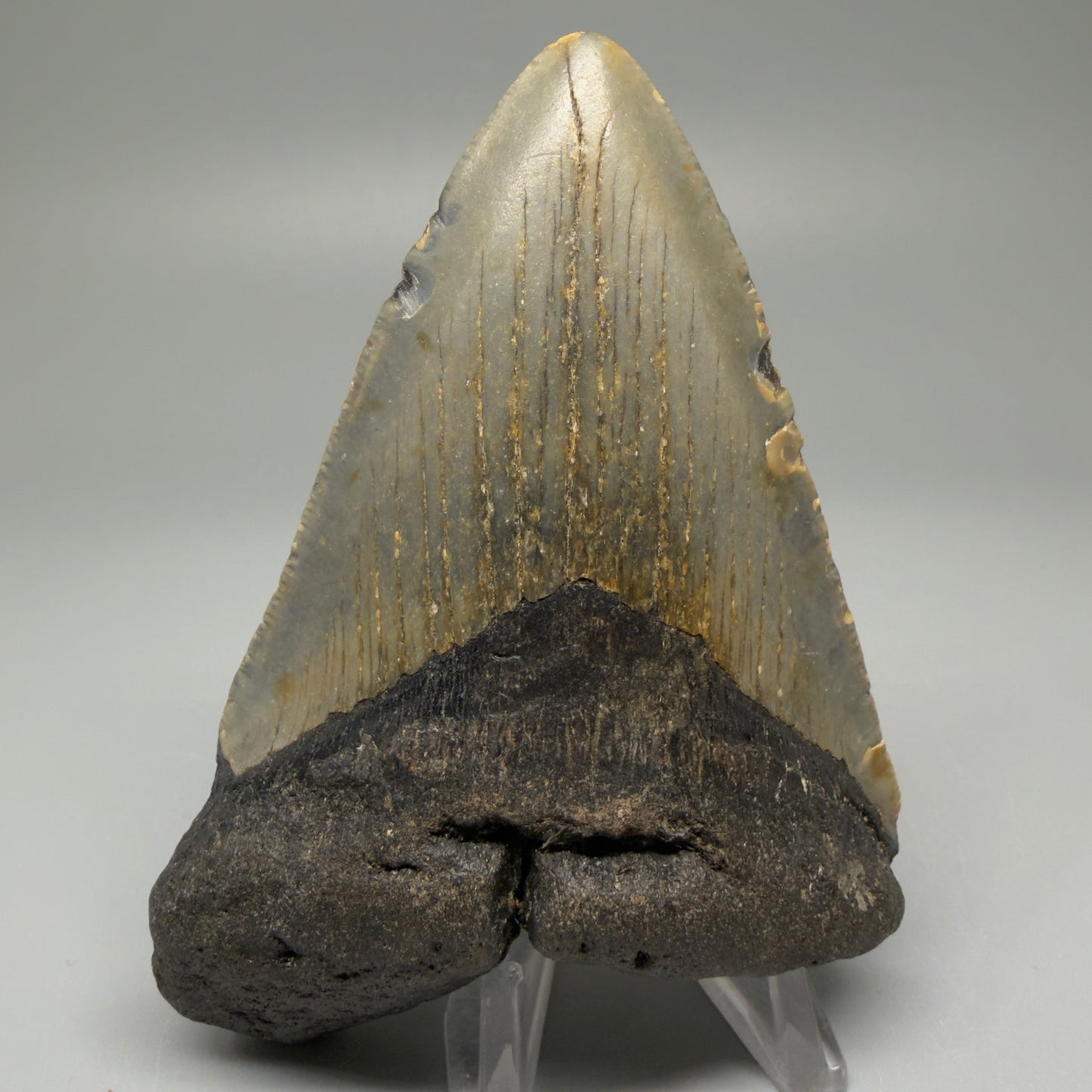 Front View Colorful 4.01" Authentic Megalodon Tooth – North Carolina Fossil | Carcharocles megalodon CM5511
