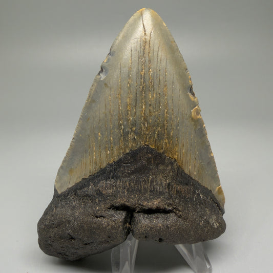 Front View Colorful 4.01" Authentic Megalodon Tooth – North Carolina Fossil | Carcharocles megalodon CM5511