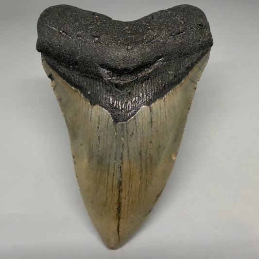 Front View Colorful 4.01" Authentic Megalodon Tooth – North Carolina Fossil | Carcharocles megalodon CM6513 - 1