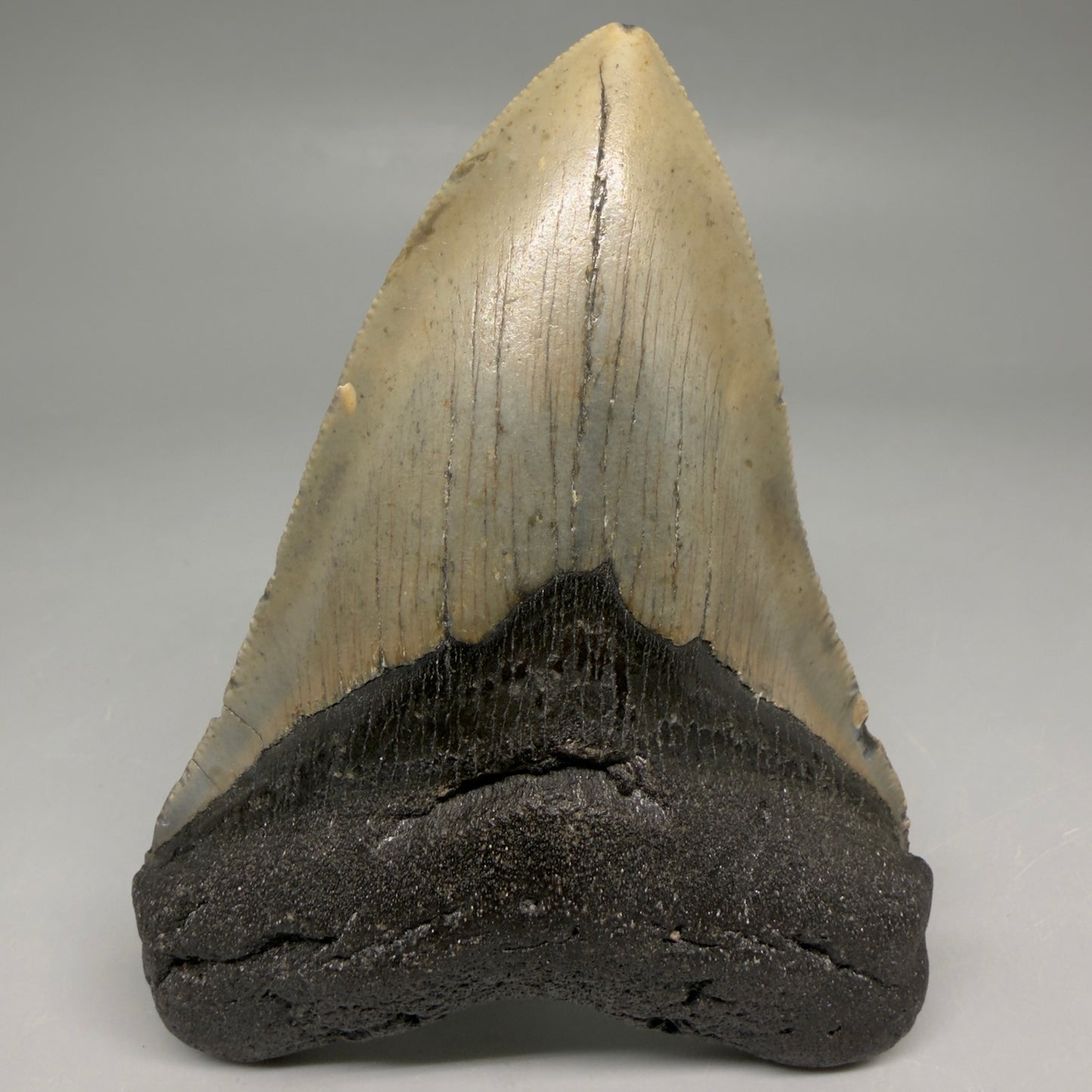 Front View Colorful 4.01" Authentic Megalodon Tooth – North Carolina Fossil | Carcharocles megalodon CM6513