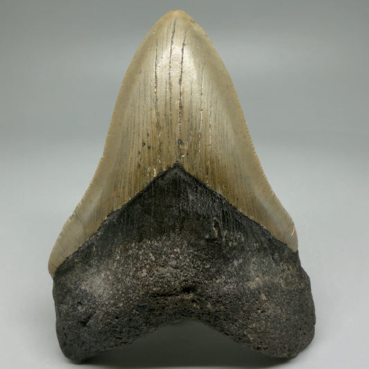 Front View Colorful 4.02" Authentic Megalodon Tooth – North Carolina Fossil | Carcharocles megalodon CM6050