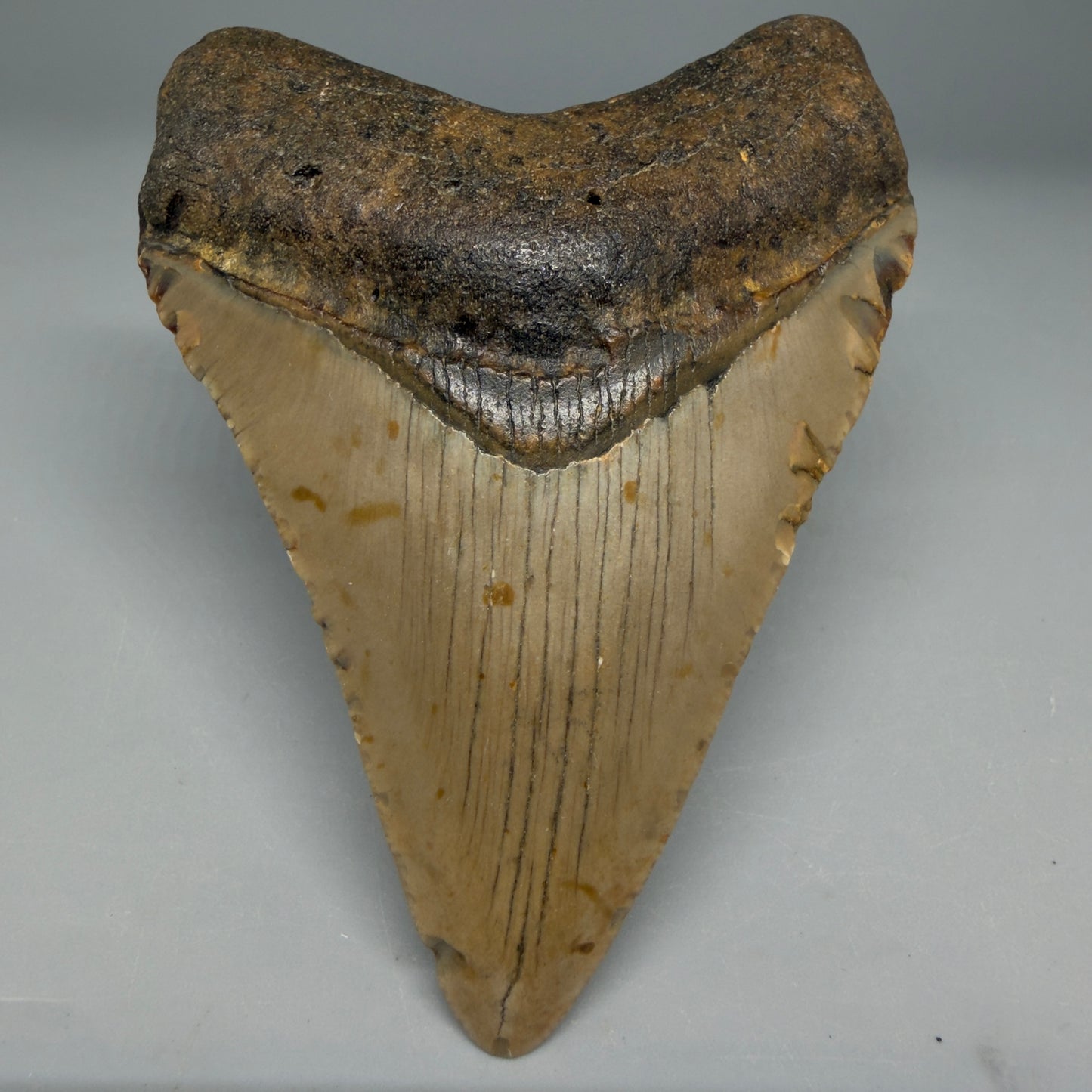 Front View Colorful 4.02" Authentic Megalodon Tooth – North Carolina Fossil | Carcharocles megalodon CM6309